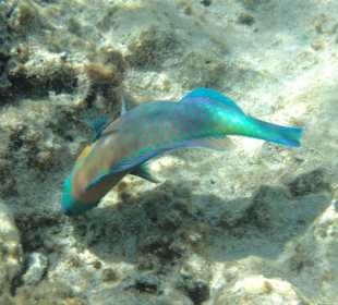 Knabbernder Papageifisch