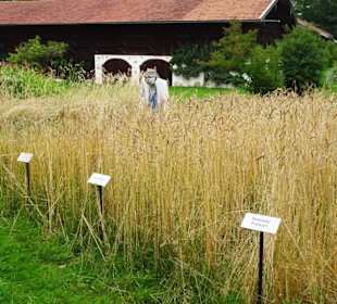 Alte Getreidesorten im Bauernhausmuseum