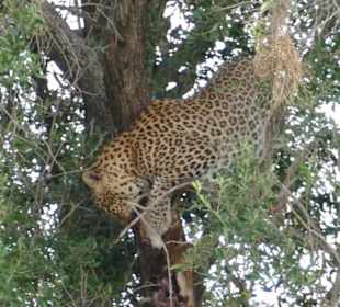 Safari Leopard