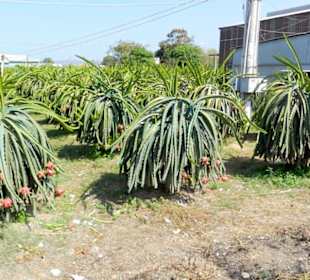 Drachenfrucht Plantage