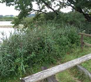 Maisinger See Maising