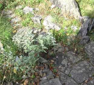 Alpinum
