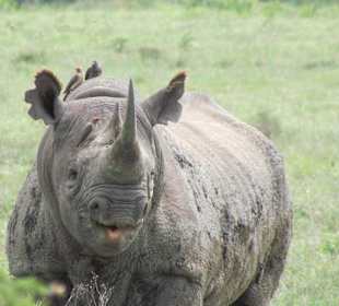 Nashorn vor dem Flamingo Hill Camp - Lake Nakuru