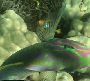 Fisch mit Nemo im Hintergrund