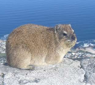 Góralek na szczycie Góry Stołowej