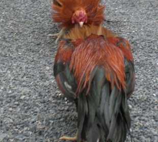 Affenschule Kranchanadit