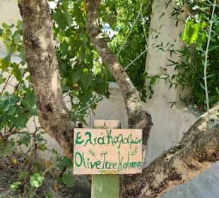 Olivenbaum