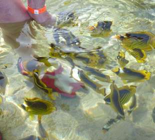 Fische lieben Banane