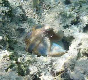 Getarnter Riffkrake am Carnelia Beach Resort