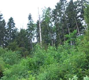 Waldlehrpfad in Tieringen