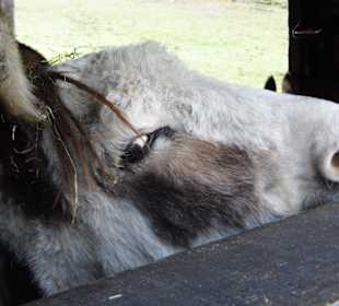 Wildparkimpressionen