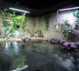 Schildkröten-Becken im Meeresaquarium