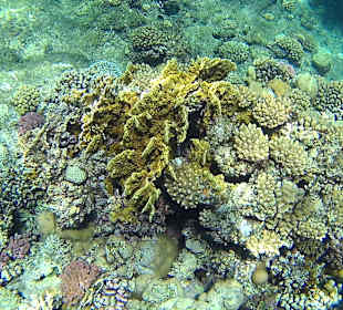 Co można napotkać w wodzie