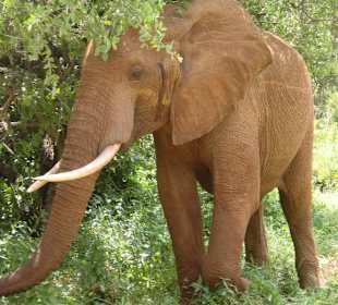 Vor dem Zelt in Ndololo in Tsavo