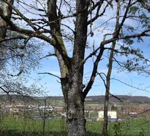 Arboretum