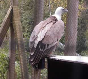 Weltvogelpark Walsrode