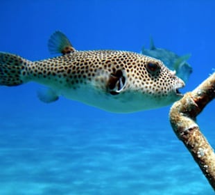 Kugelfisch
