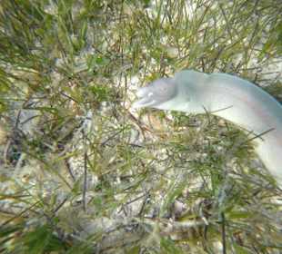 Schnorcheln Abu Soma