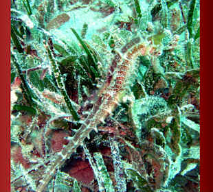 Hausriff, Seepferdschen