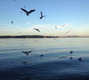 Möwen im Kreuzlinger Seepark