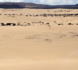 Impressionen aus der Dünenlandschaft