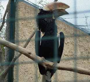 Doppelhornvogel