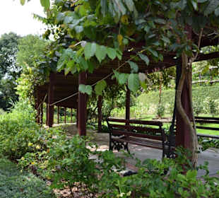 Hibiscus Garten