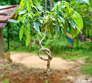 Seltsamer kleiner Baum