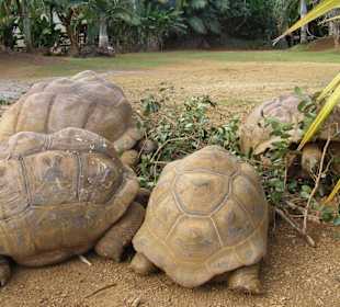 Kleine und große Riesen