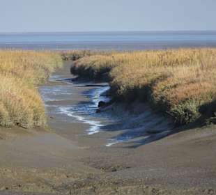 Rundgang durch den Langwarder Groden
