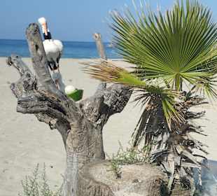 Strand Pamucak