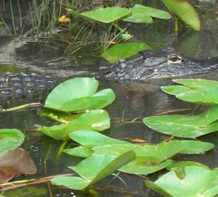 Alligator während der Airboattour