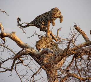Farmführung: Leopard
