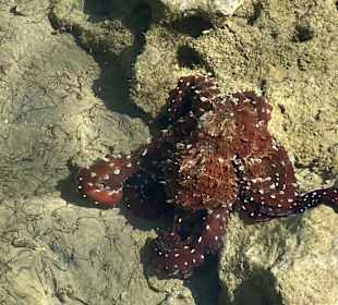 Schnorcheln Makadi Bay