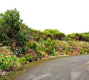 Inselrundfahrt Terceira