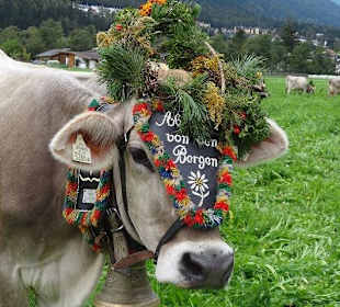 Er kommt aus den Bergen