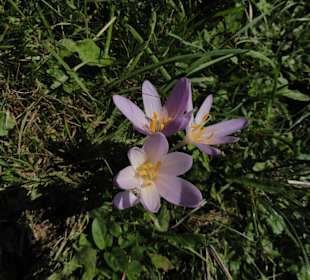 Blume auf dem Weg zur Alpe Topfen