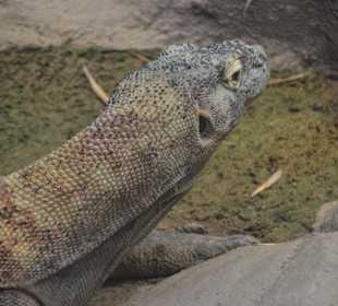 Komodowaran