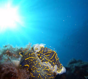 Accoppiamento subacqueo