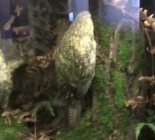 Naturhistorisches Museum