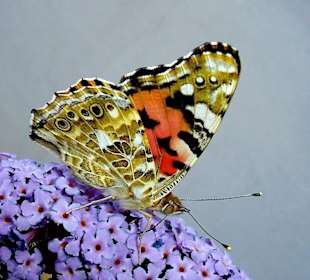 Schmetterlinge im Botanischen Garten