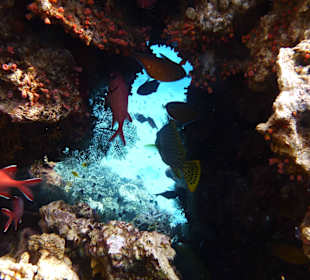 Wunderschöne Unterwasserwelt