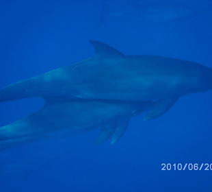 Da fehlen einem die Worte!