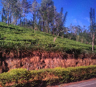 Teeplantagen wohin das Auge reicht