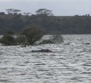 Hippos im Naivasha-See