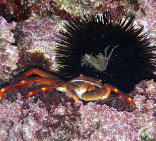 Schnorcheln in der Cala Esmeralda