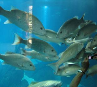 Aquarium von Lissabon