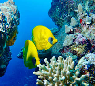 Tauchbasis Extra Divers El Quseir