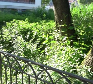 Seegarten-Anlage / Kurfürsten-Anlage