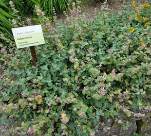Impressionen aus dem Garten des Bauernmuseums